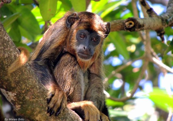 Delta Safári: uma experiência inesquecível em meio aos animais