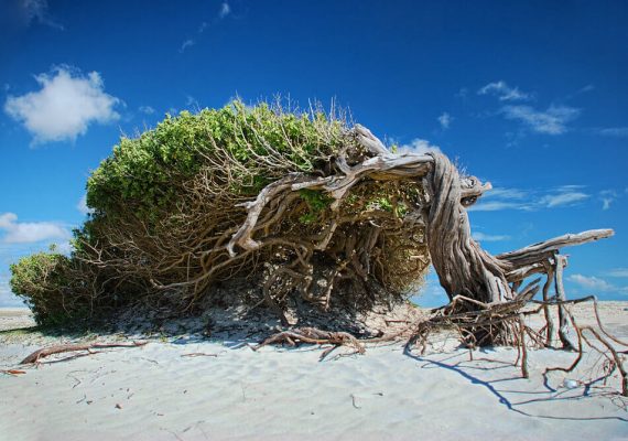 Tudo o que você pensou (e o que não pensou ainda) em fazer em Jericoacoara