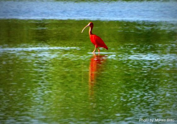 Conheça os principais passeios do Delta do Parnaíba