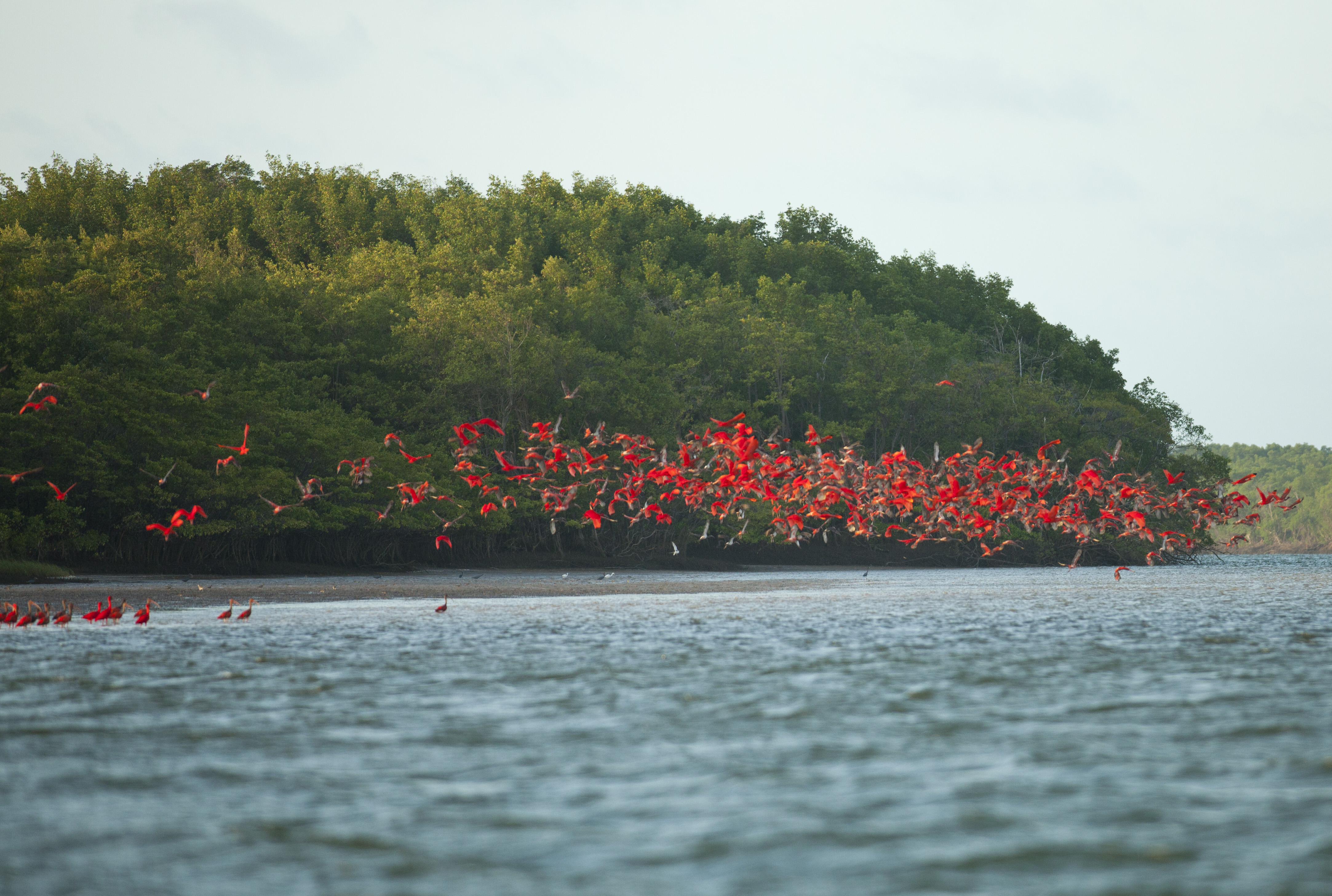 Encantos Naturais do Delta do Parnaíba: O Encontro do Maranhão com o Piauí