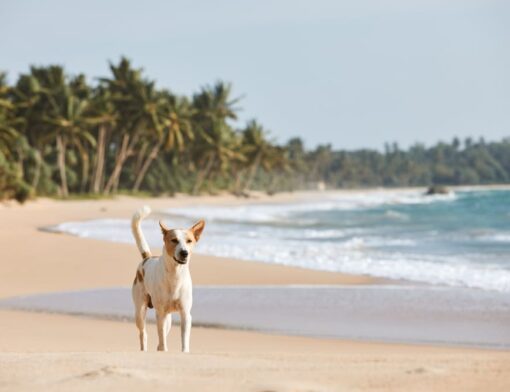 Praia de Bitupitá