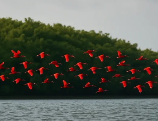 Revoada dos Guarás (Eudocimus ruber) no Delta do Parnaíba no Piauí