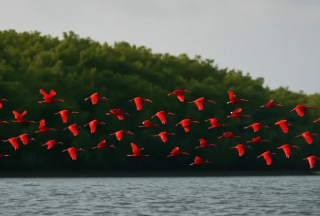 Revoada dos Guarás (Eudocimus ruber) no Delta do Parnaíba no Piauí