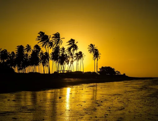 Coqueiros em silhueta contra o céu dourado do fim de tarde, com a faixa de areia molhada da maré baixa refletindo o sol