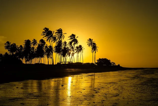 Coqueiros em silhueta contra o céu dourado do fim de tarde, com a faixa de areia molhada da maré baixa refletindo o sol