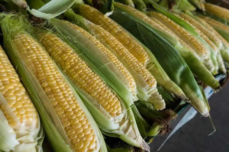 Espigas de milho verde cozido, pamonha, canjica e pratos tradicionais das festas juninas