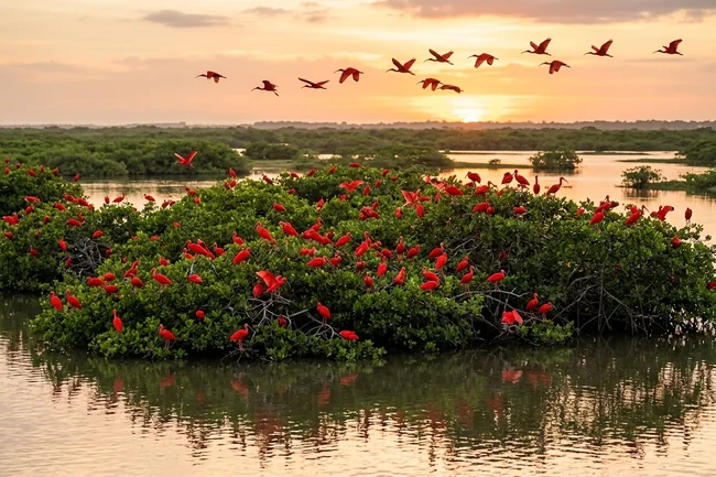 Espetáculo de bando de guarás de plumagem vermelha escarlate pousados e sobrevoando copas verdes de manguezal em ilha fluvial sob céu de entardecer