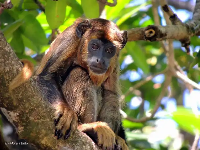 Lancha navegando próximo aos manguezais para observação da fauna silvestre no Delta