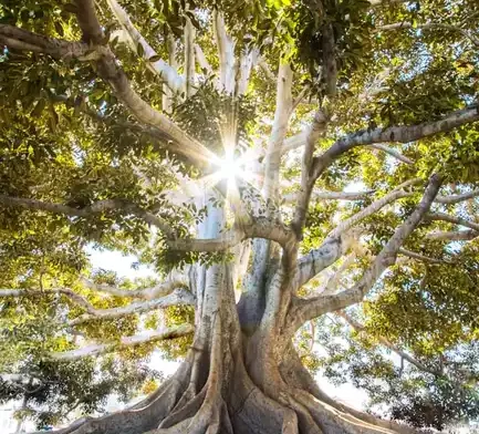 Trilha de ecoturismo e travessia entre dunas e lagoas no Parque Nacional dos Lençóis Maranhenses