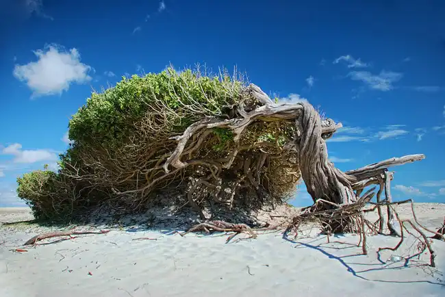 Jericoacoara Praia Paradisíaca Enseada de Jericoacoara com mar calmo e dunas preservadas no Ceará