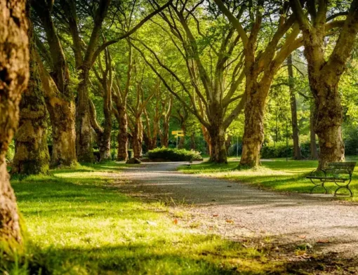 Extensa área verde com vegetação nativa, gramados e calçadões do Parque Estadual do Cocó em Fortaleza
