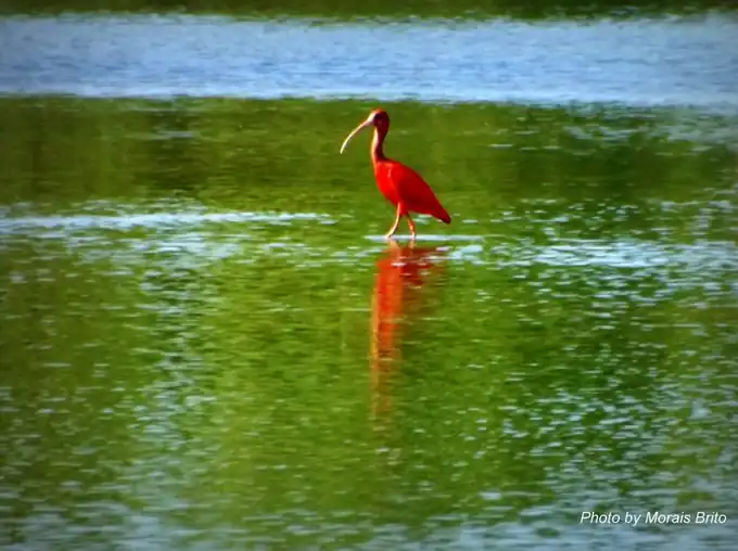 Embarcação navegando pelas águas calmas e manguezais do Delta do Parnaíba