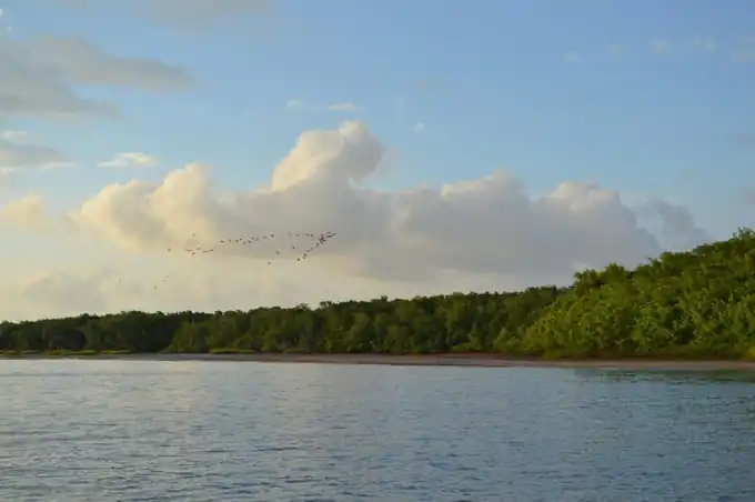Lancha voadeira navegando pelos labirintos de manguezais e igarapés na Ilha das Canárias no Delta
