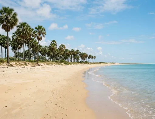 Extensa faixa de areia dourada e águas calmas cercada por palmeiras carnaúbas de folhas em leque sob céu ensolarado