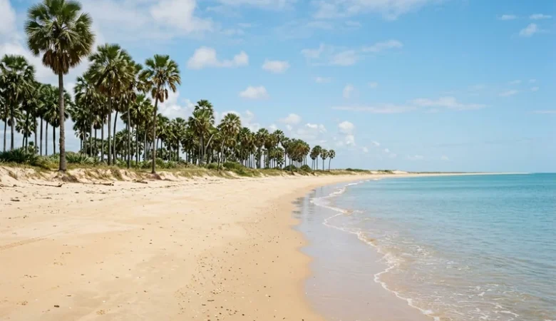 Extensa faixa de areia dourada e águas calmas cercada por palmeiras carnaúbas de folhas em leque sob céu ensolarado
