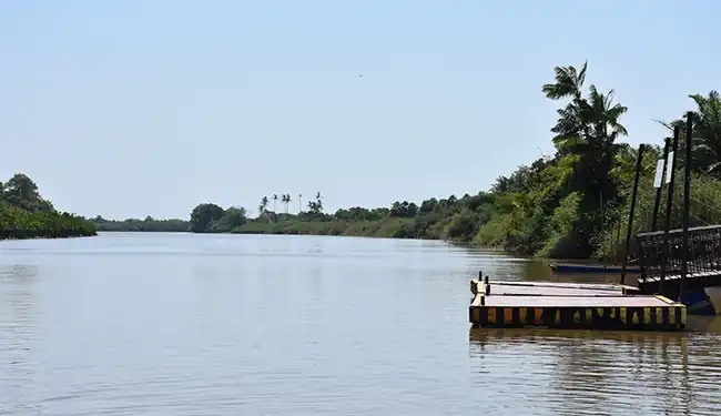 Guarás de plumagem vermelha intensa sobrevoando os manguezais no Delta do Parnaíba ao entardecer